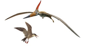 “Dişsiz sürünən” pteranodon və “dişli quş” ixtiornis eyni dövrdə, eyni coğrafiyaları paylaşmış canlılardır. Bu, bəzi quş növlərində dişlərin müşahidə edilməsinin təkamülə sübut olmayacağını göstərir. Dişlər sürünən xüsusiyyəti deyildir və dişli quşlar da “primitiv” sayıla bilməz.